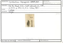 Karteikarte zu Spiroloculina lapugyensis Karrer, 1867